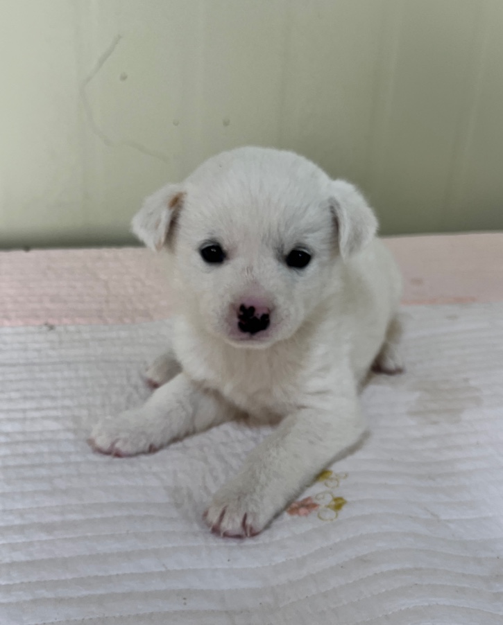 부산동물보호센터_426326202401106